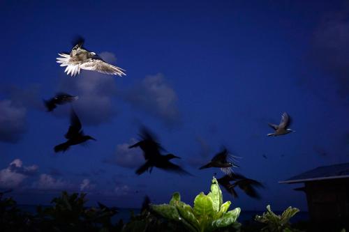 Tern-at-night